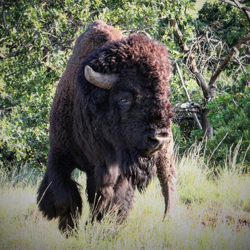 Oklahoma’s Best Kept Travel Secret: Medicine Park & Wichita Mountain Wildlife Refuge