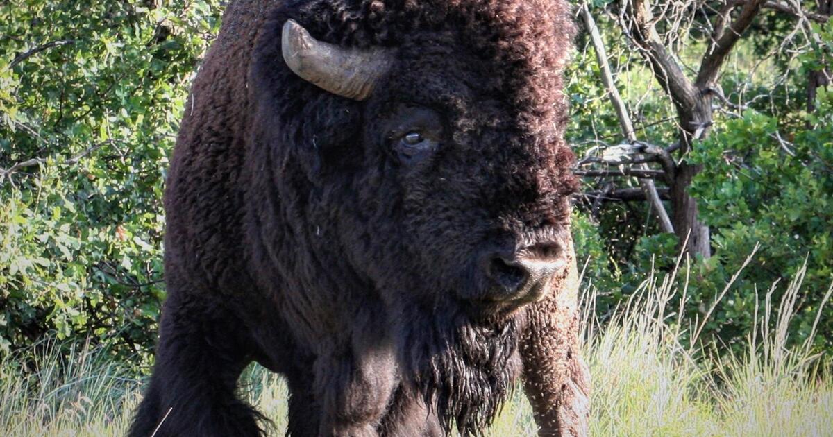 Oklahoma’s Best Kept Travel Secret: Medicine Park & Wichita Mountain Wildlife Refuge