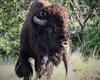 Oklahoma’s Best Kept Travel Secret: Medicine Park & Wichita Mountain Wildlife Refuge