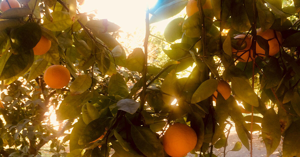 Citrus Benefits