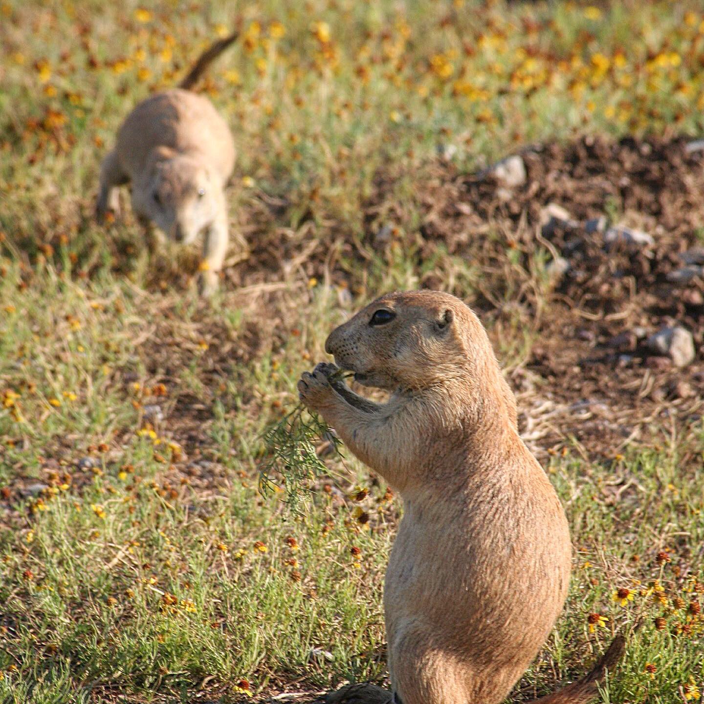 Prairie Dogs