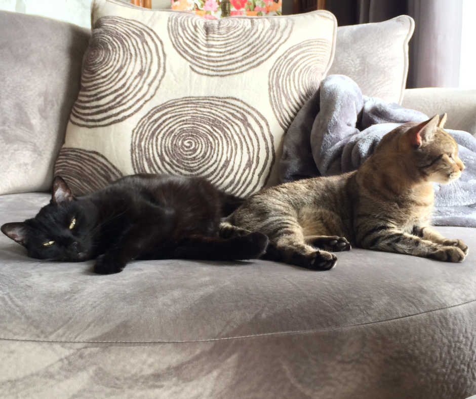 happy cats