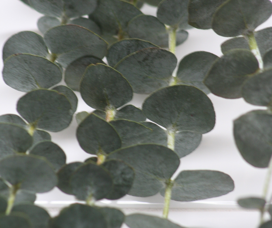 Eucalyptus hanging in a shower